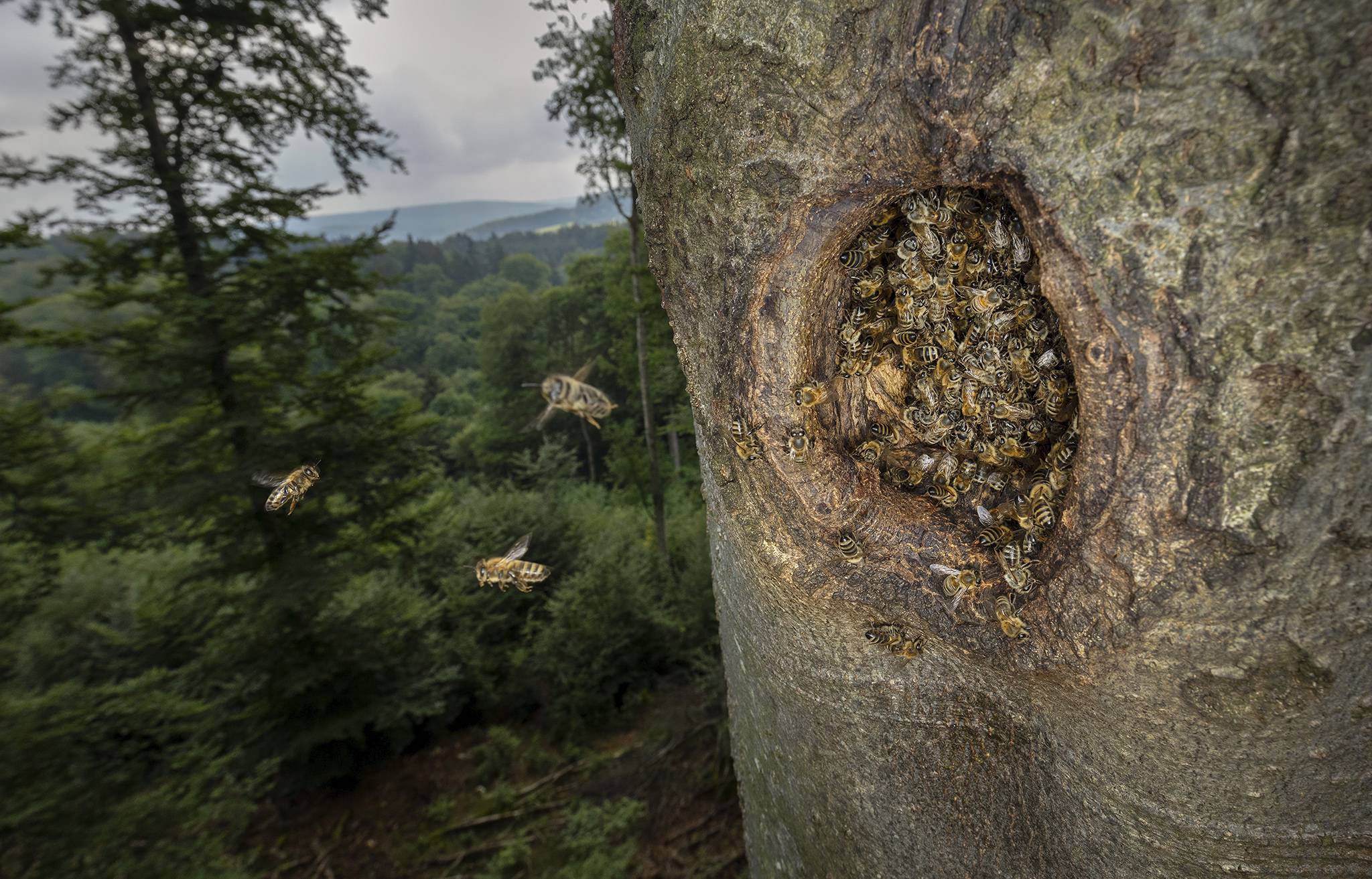 Noch bis zum 5. November ist die Sonderausstellung "Zurück in die Zukunft – Honigbienen im Wald“ zu sehen. In der Ausstellung zeigt der preisgekrönte Naturfotograf Ingo Arndt Bilder von wild lebenden Honigbienen in ihrer ursprünglichen Heimat, unseren Wäldern.