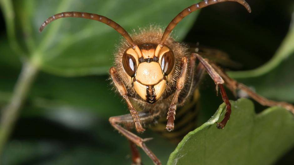 Mythos und Wahrheit über Insekten: Wie gefährlich sind sie wirklich?