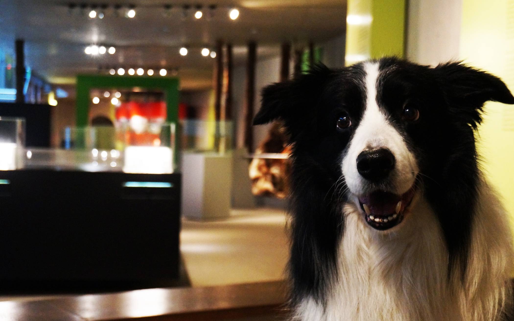 Doggy Day im Neanderthal Museum: Mit dem Hund ins Museum