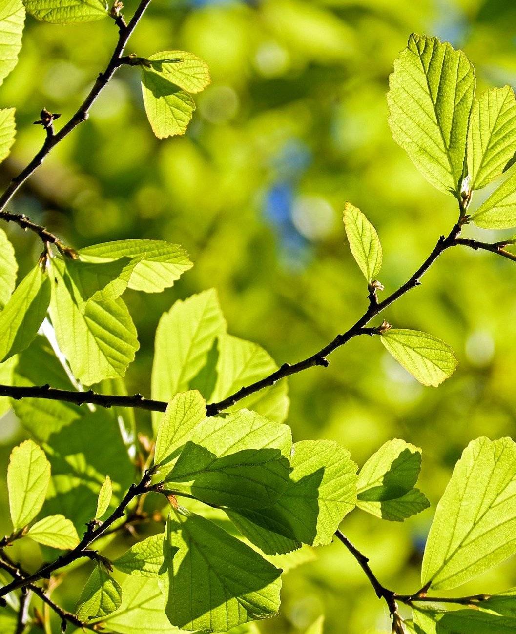 Frisches Grün für Mettmann gewünscht.