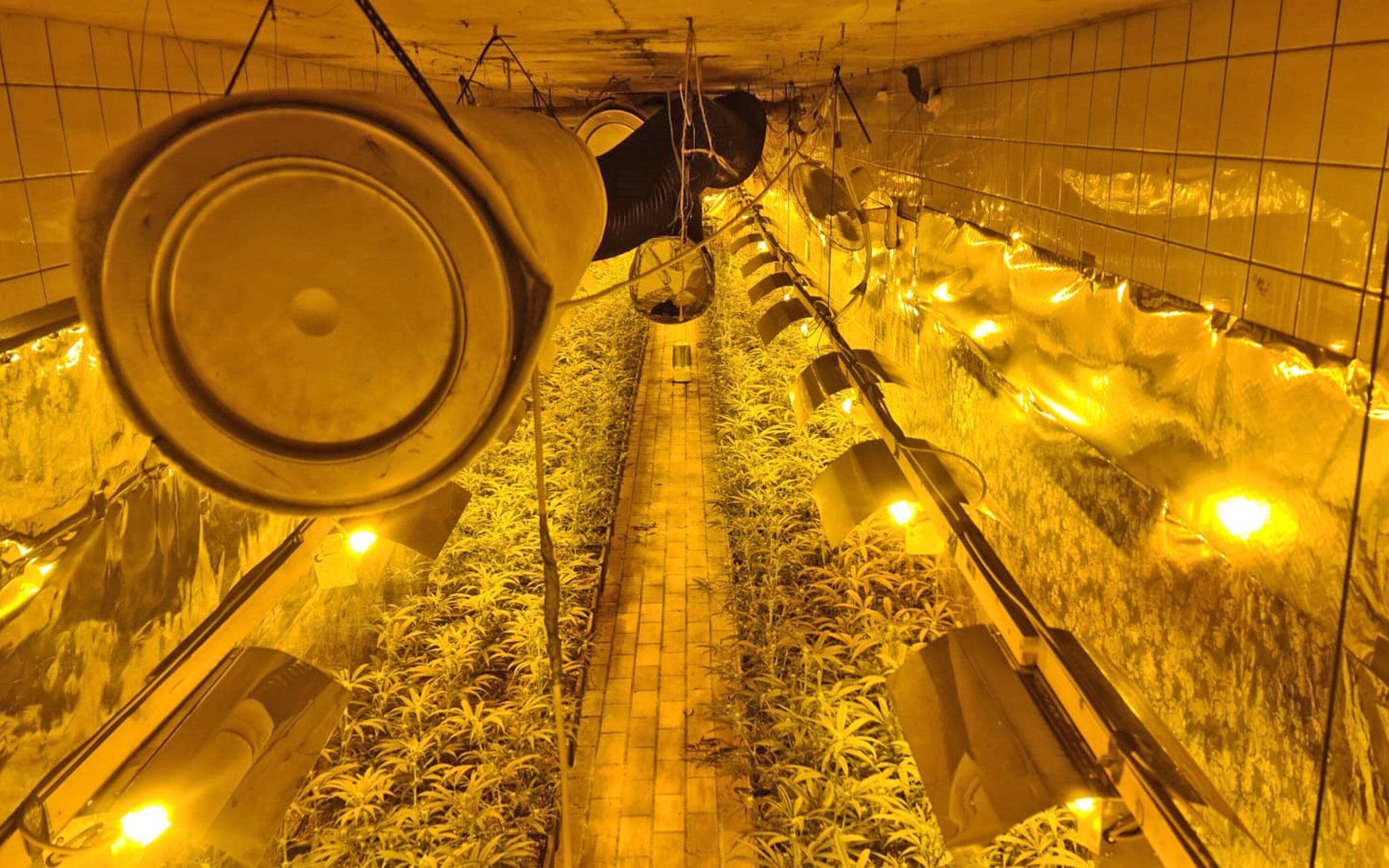 Cannabis-Großplantage entdeckt