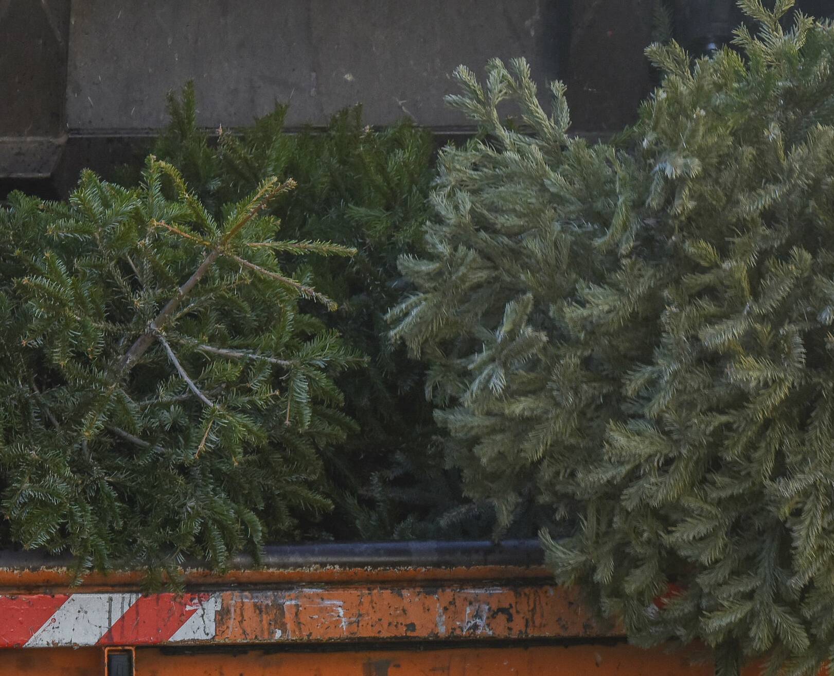  Christbaum-Schicksal: Gerade noch gestrahlt, bald schon entsorgt. 
  