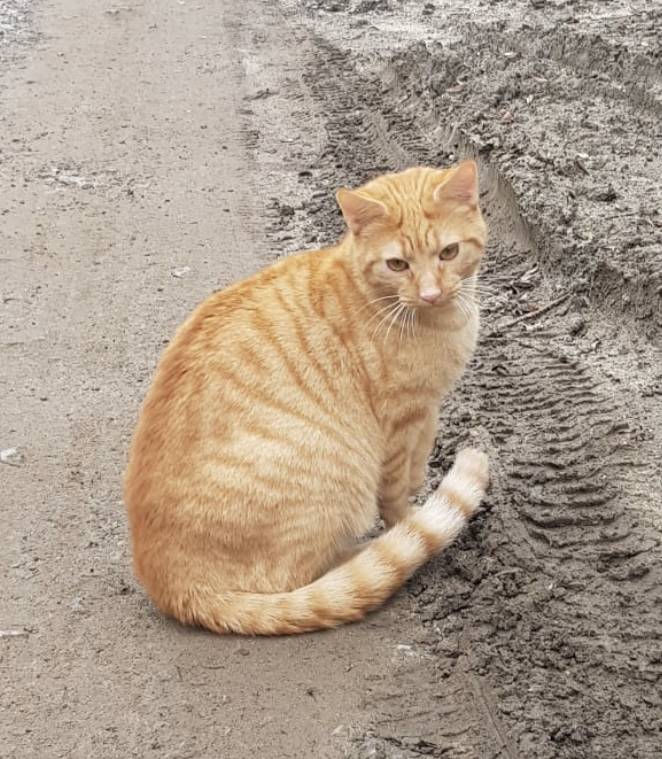  Kater Einstein 