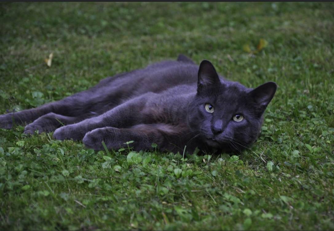  Kater Mino 