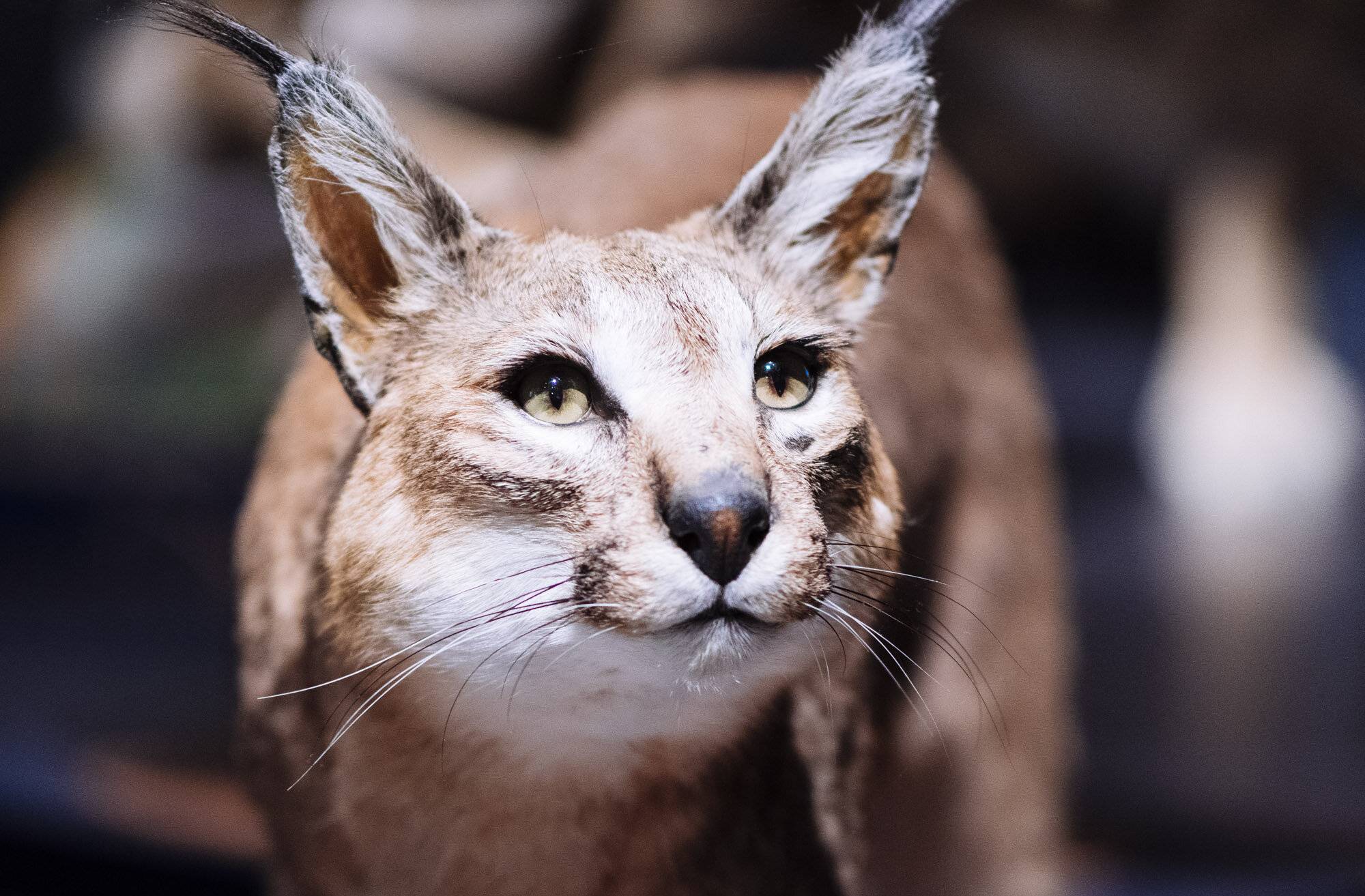 CATS – Eiszeitliche Jäger