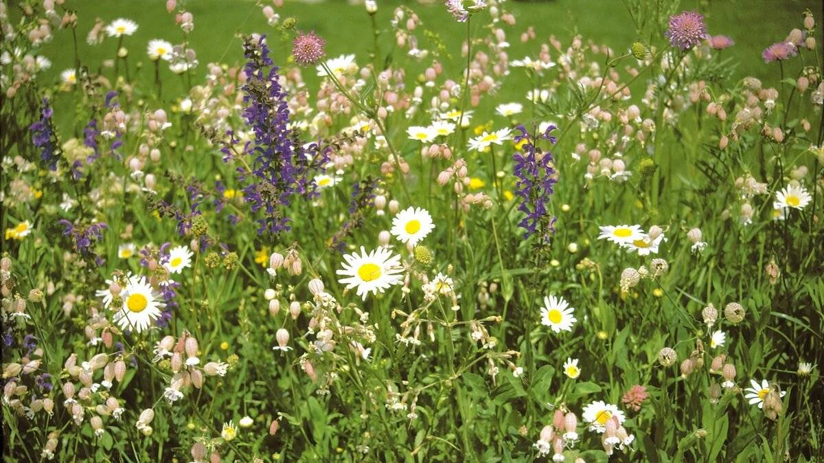  Heimische Kräuter und Blumen wachsen auf dem Friedhof Lindenheide auf einer eigens dafür angelegten rund 2000 Quadratmeter großen Fläche. 
  