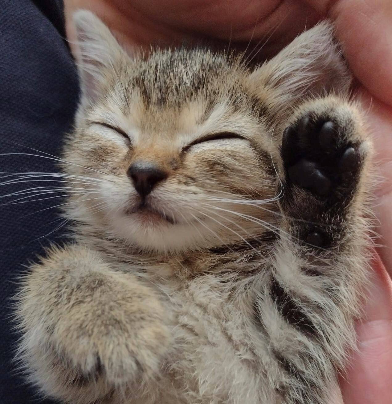 Katzenvermittlung in Mettmann: Zahlreiche Kitten suchen ein Für immer-Zuhause