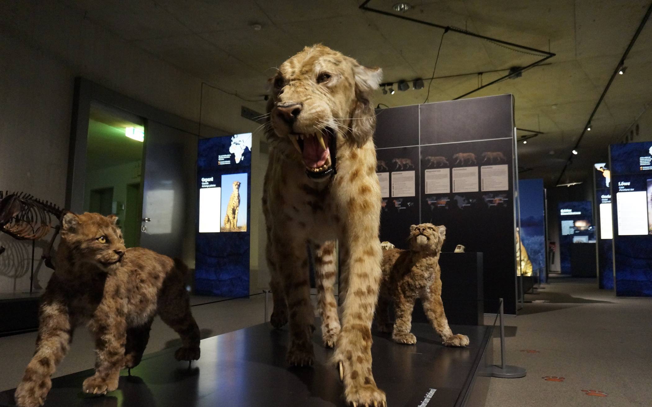 Cats - die Sonderausstellung im Neanderthal