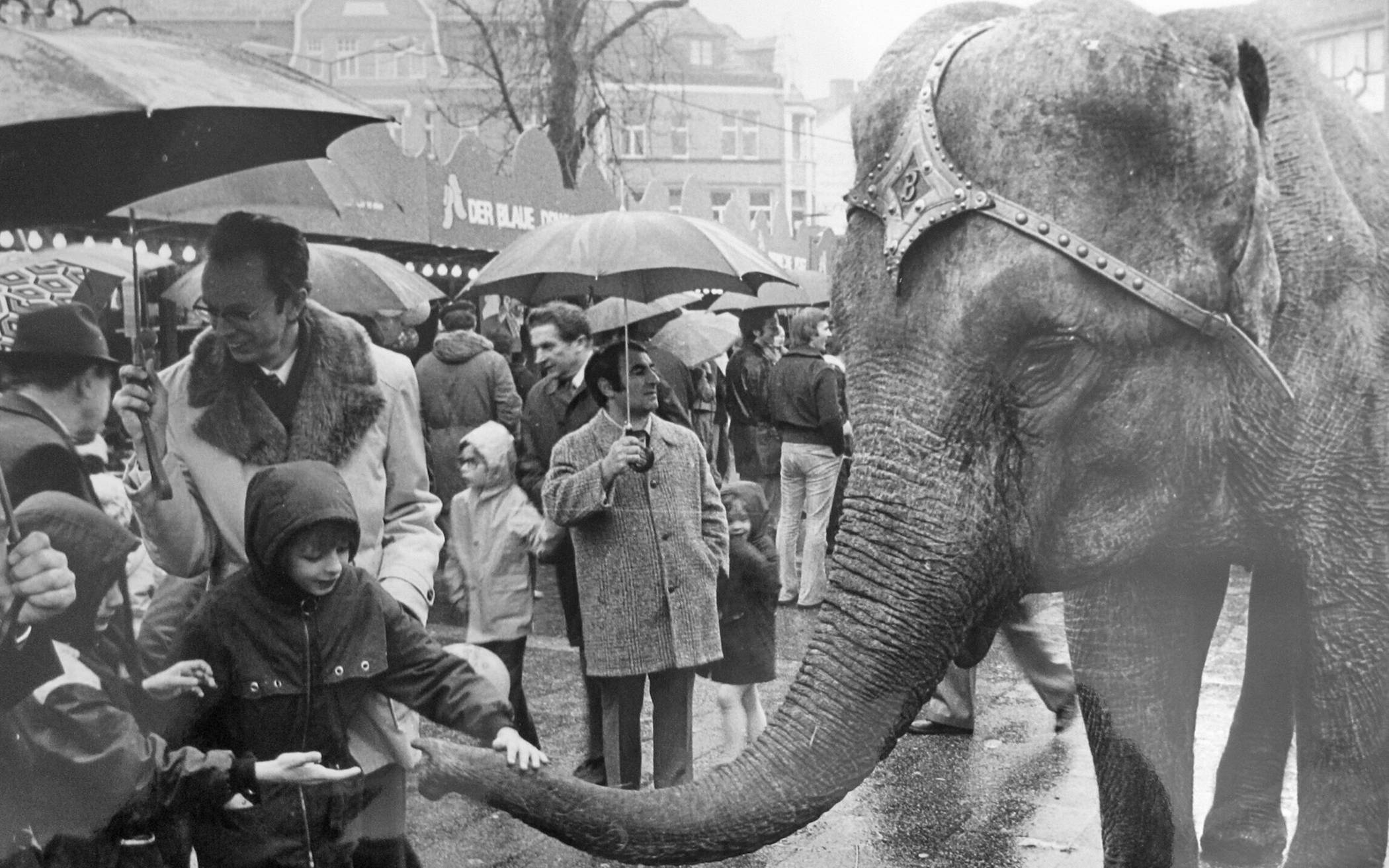  Es handelte sich um eine Elefantendame, die in den 70er Jahren die&nbsp; Blotschenmarktbesucher faszinierte. Ausweislich des Bildes ein sehr zutrauliches Tier. 