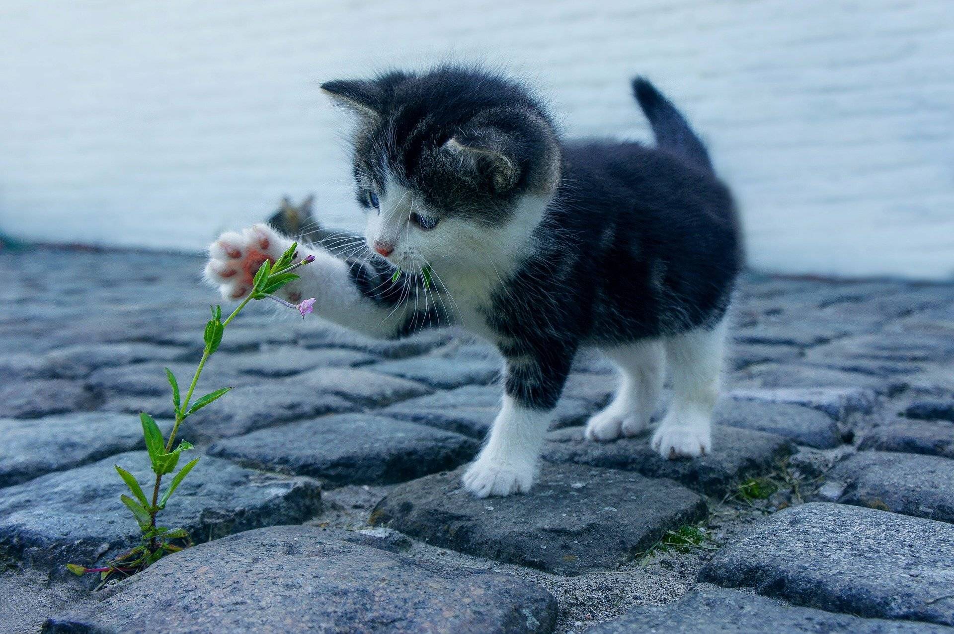 Der Tierschutzverein „Katzen helfen“ e.V. lädt ein: Frühlingsbasar für Katzenfreunde