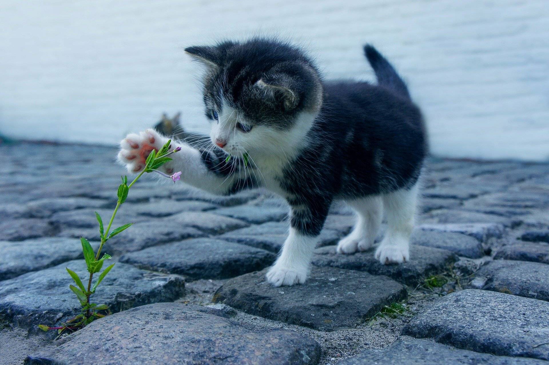 Frühlingsbasar für Katzenfreunde