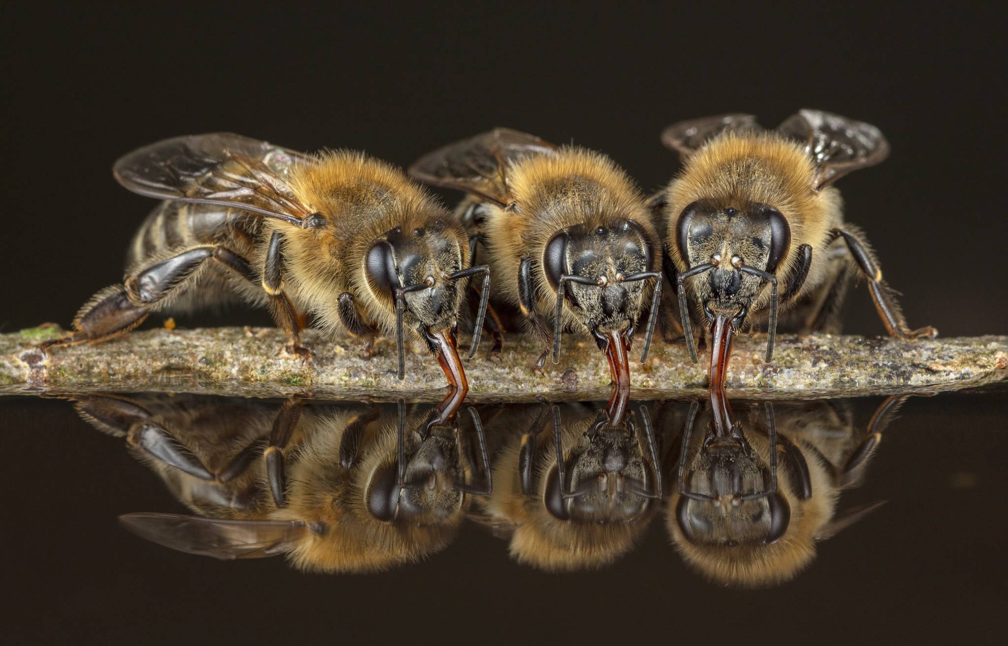 „Zurück in die Zukunft – Honigbienen im Wald“