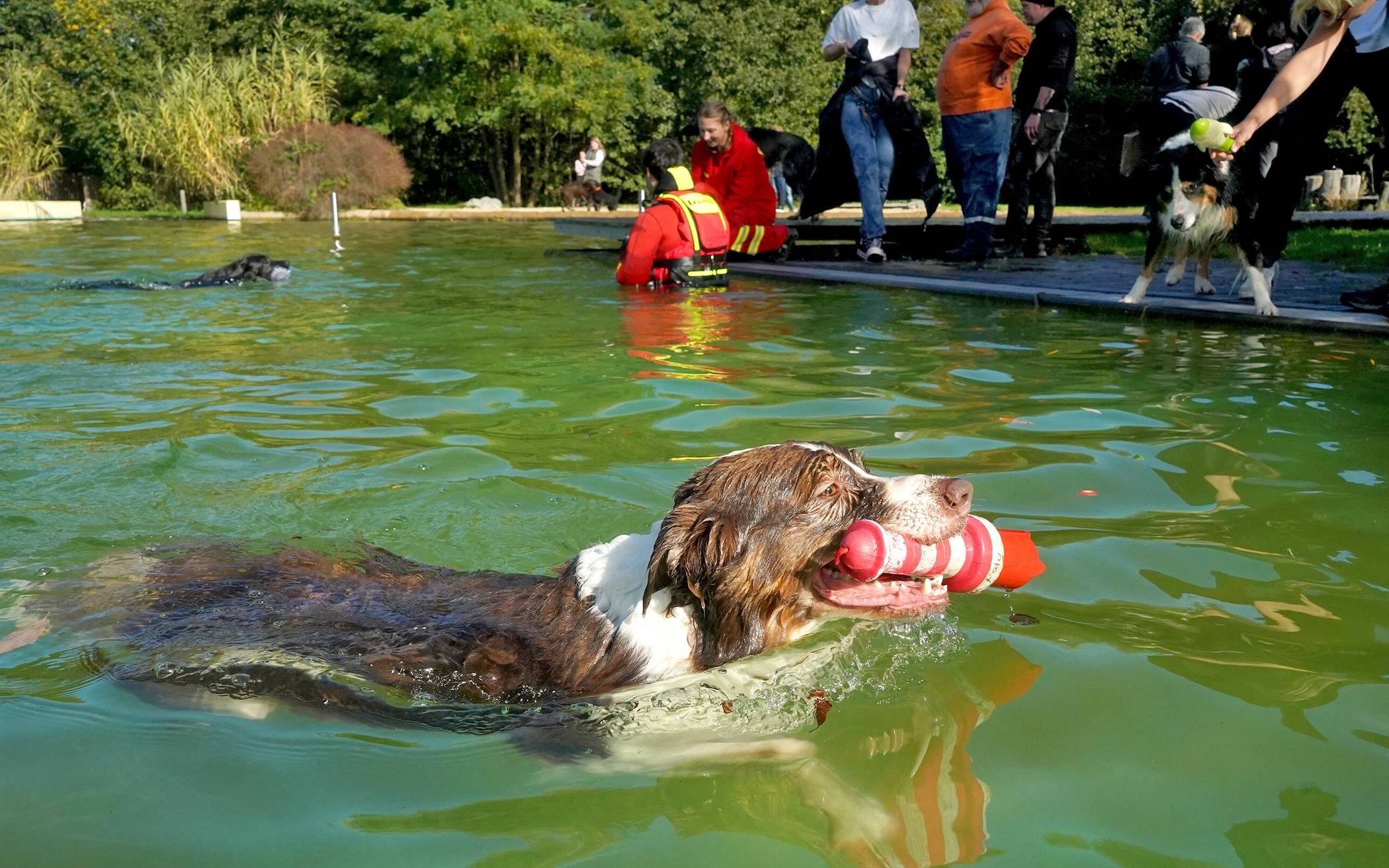  Nicht alle Hunde lieben es zu schwimmen. Der hier schon. 