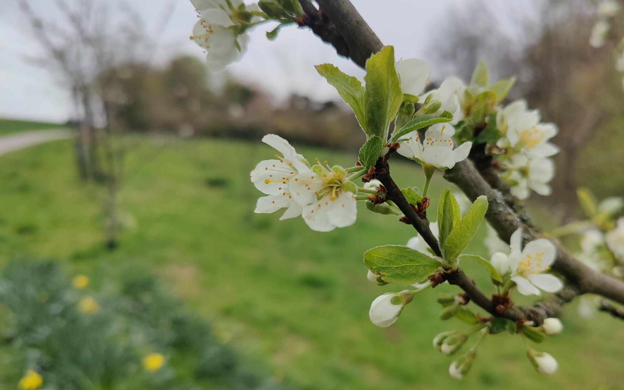  Die Streuobwiese im Frühjahr mit den ersten Blumen im Hintergrund.   