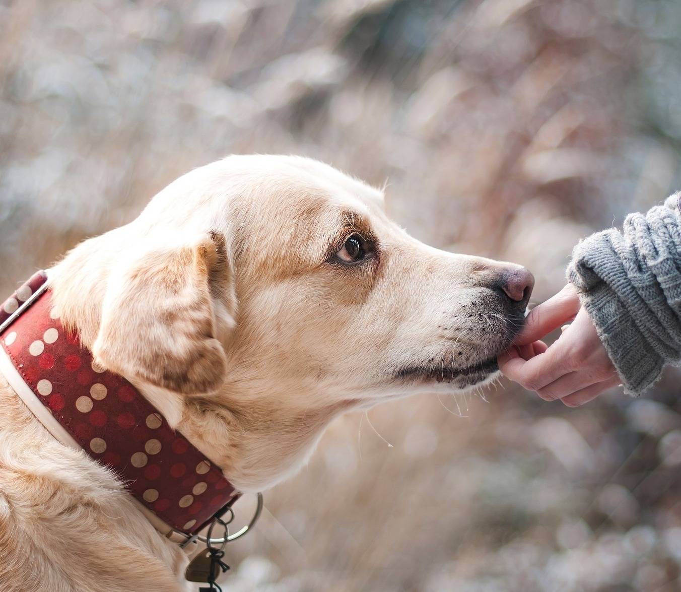 Damit Tiere in Not auch weiterhin