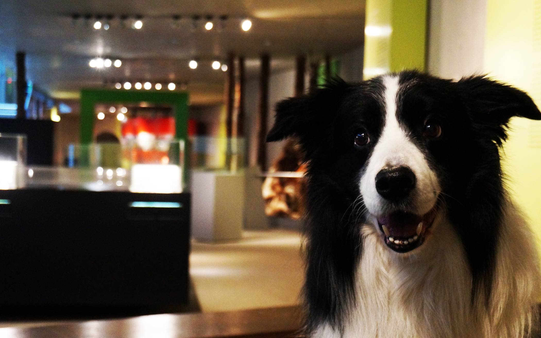 „DoggyDay“ im Neanderthal Museum