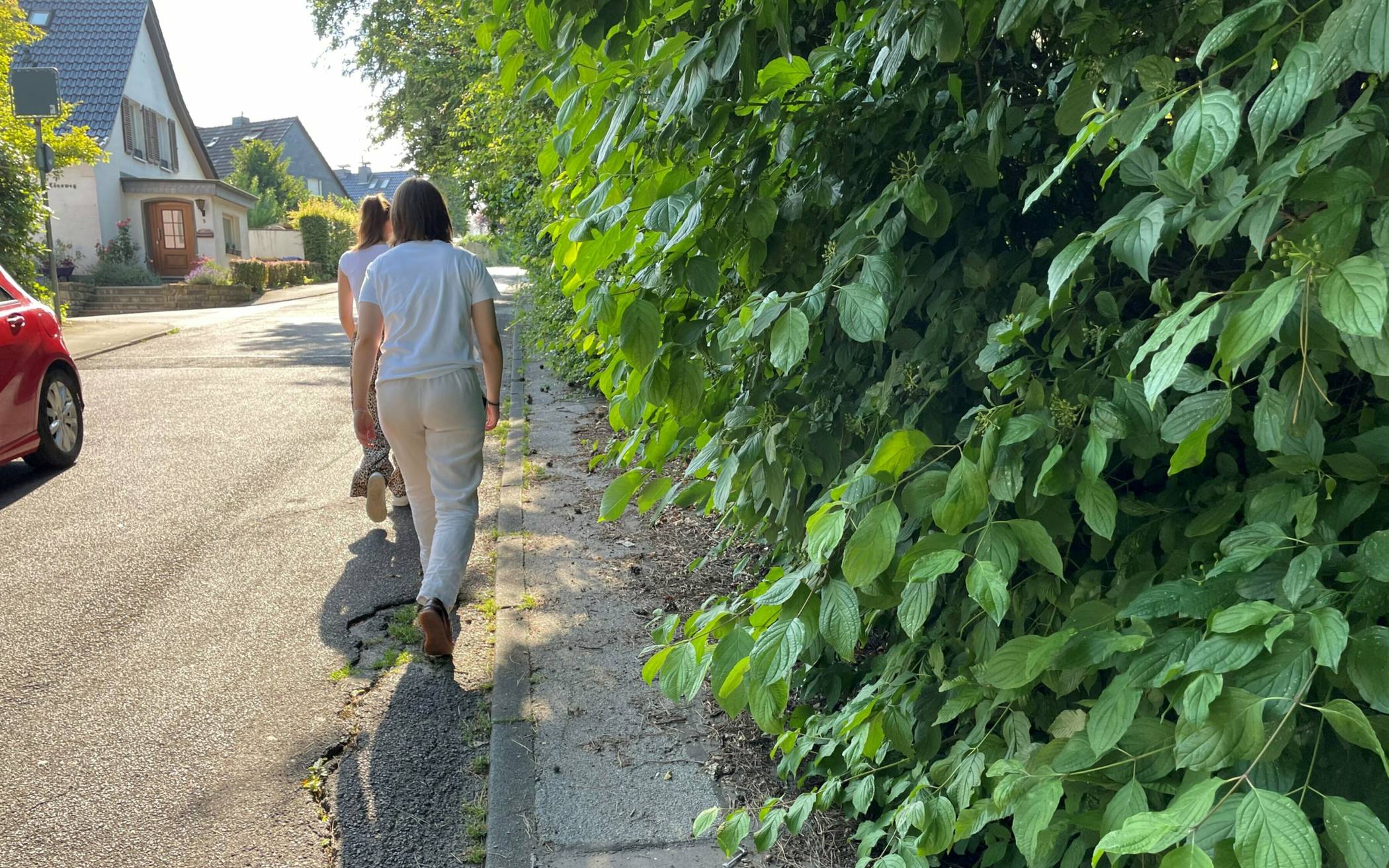 Hier ist ein Rückschnitt der Hecke,