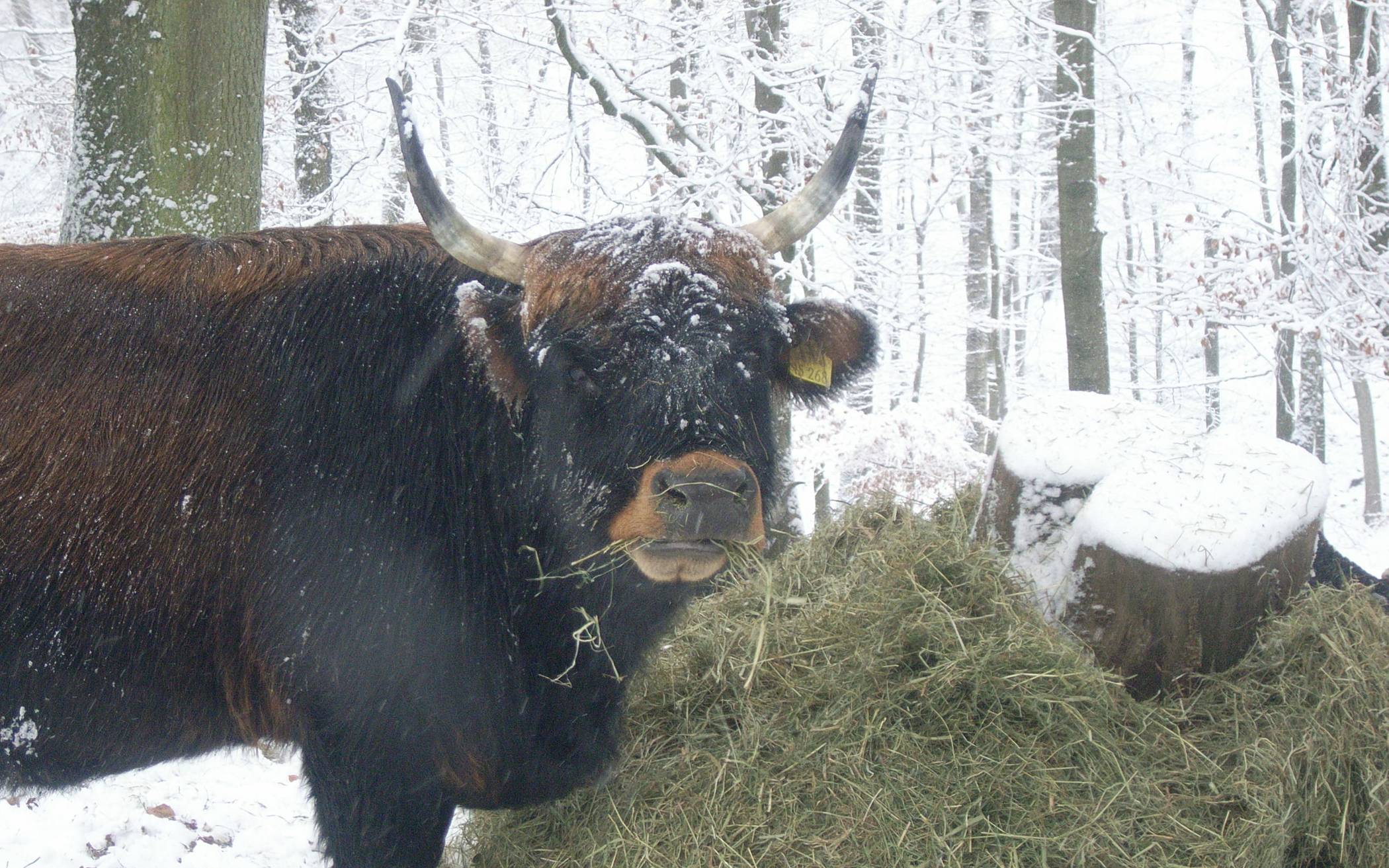  Adventsspaziergang ums Eiszeitliche Wildgehege