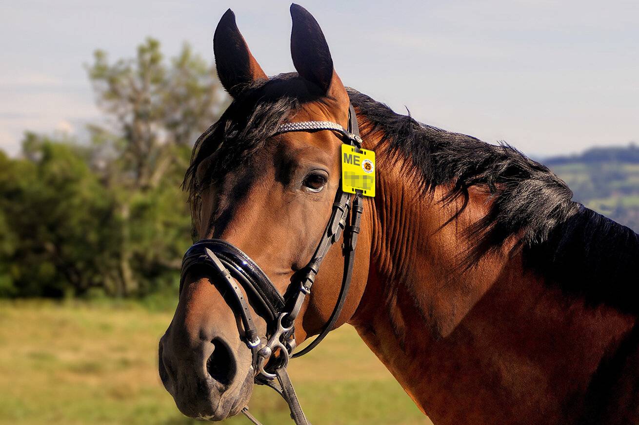 Reiter benötigen die neue Reitplakette für 2025