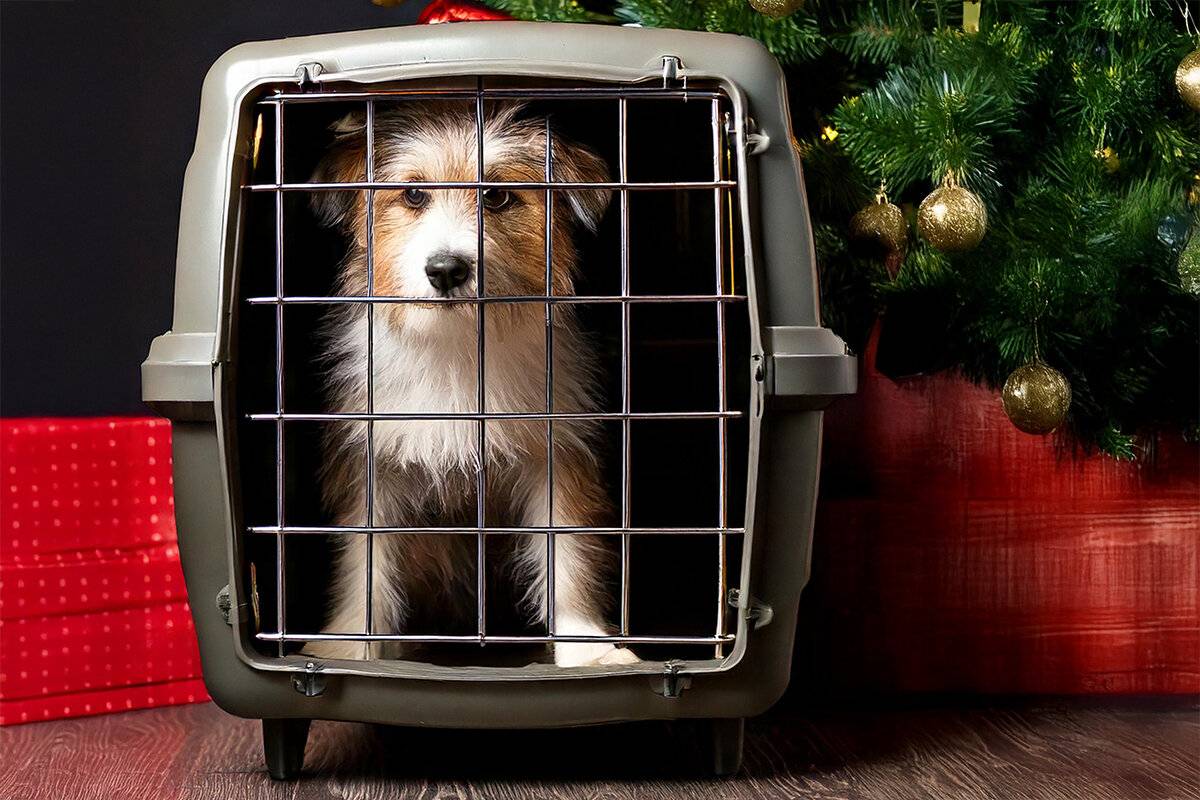 Tiere als Weihnachtsgeschenk