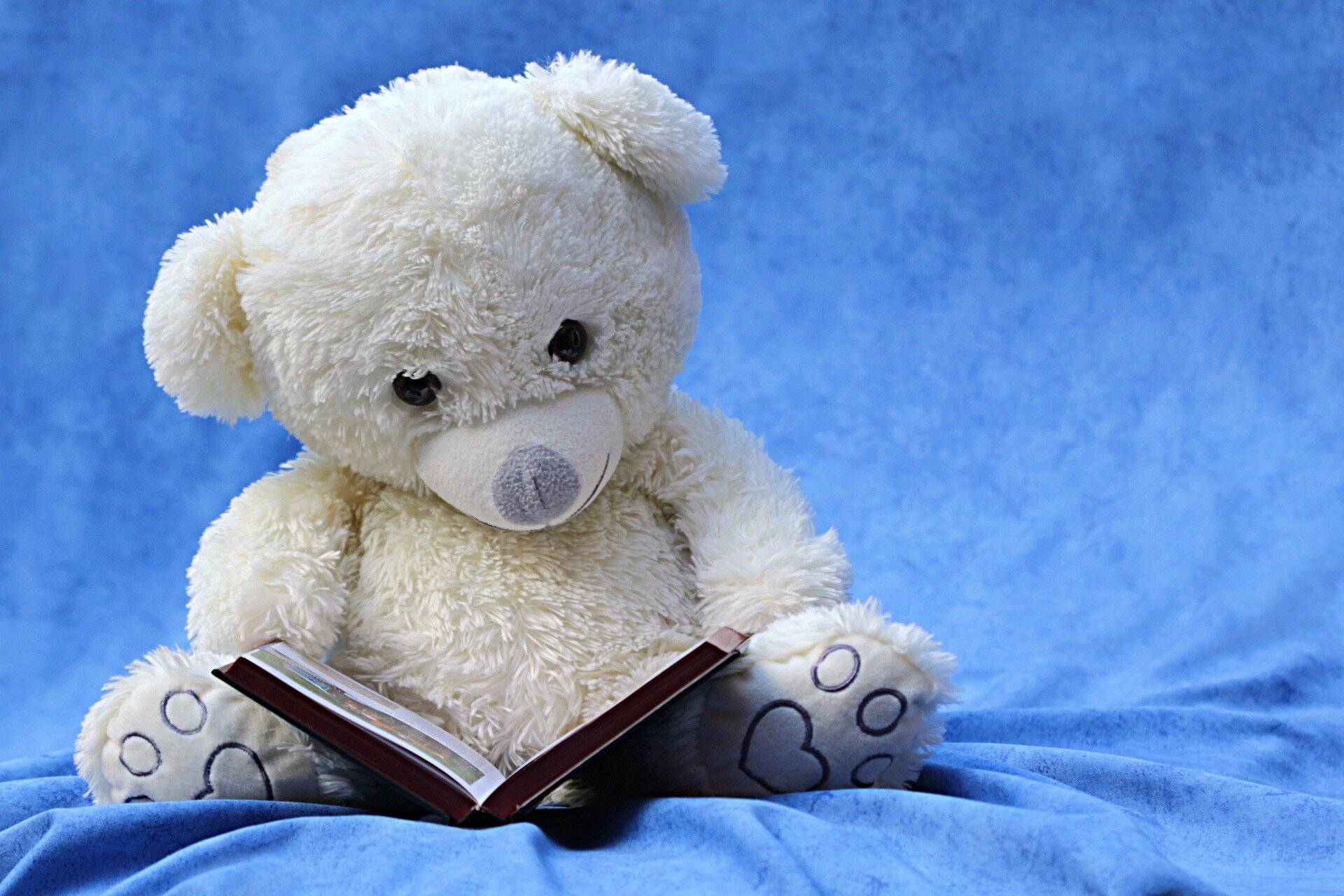 Lesestoff findet Teddy in der Stadtbibliothek jede Menge.