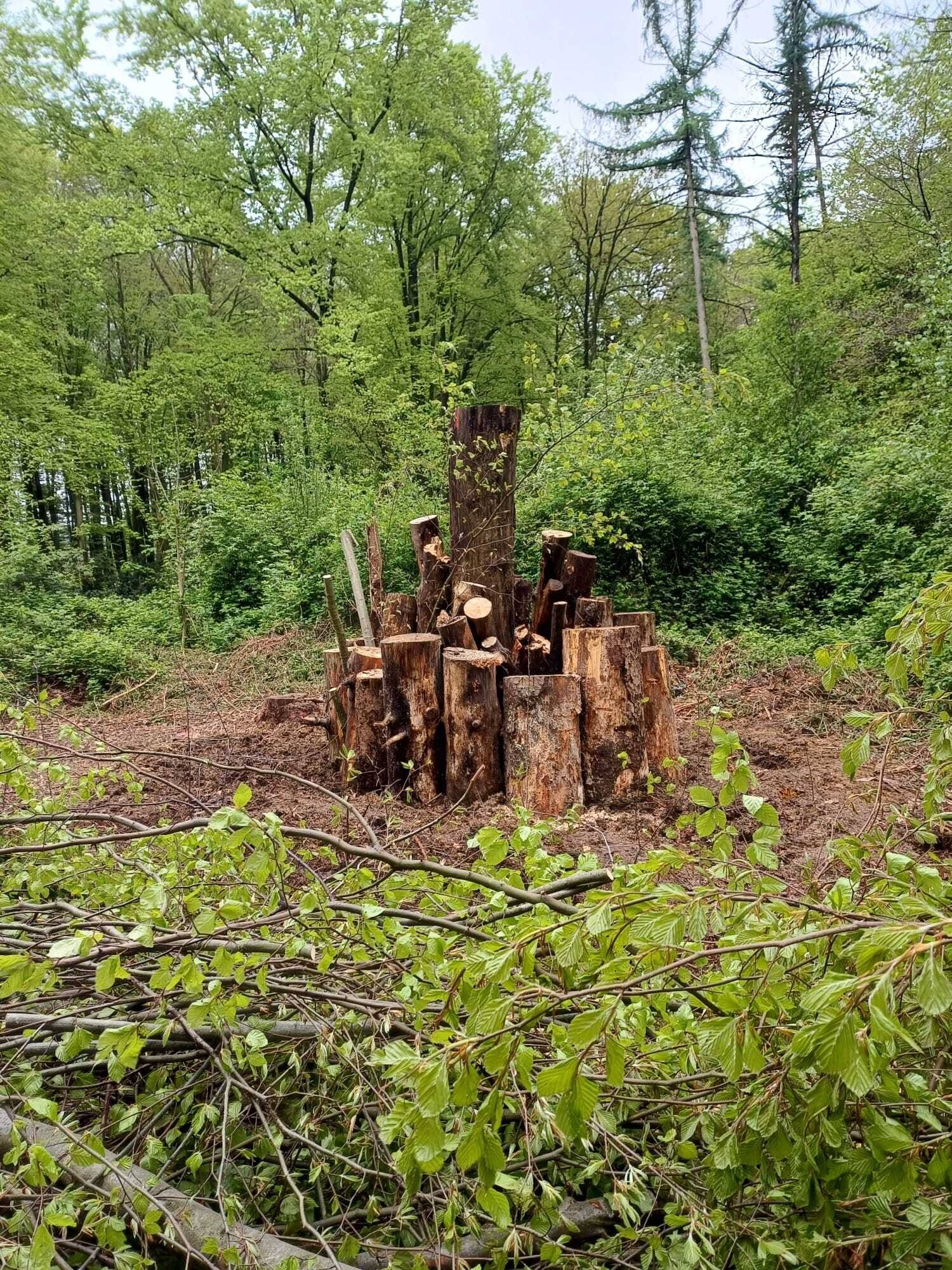 Eine besondere Aktion ist der Käfermeiler: Für ihn wurden Totholzstämme aufrecht in den Waldboden gestellt. Die erforderliche Grube zu graben, war eine schweißtreibende Aufgabe. Der Käfermeiler dient vielen Käfern als Nisthilfe.