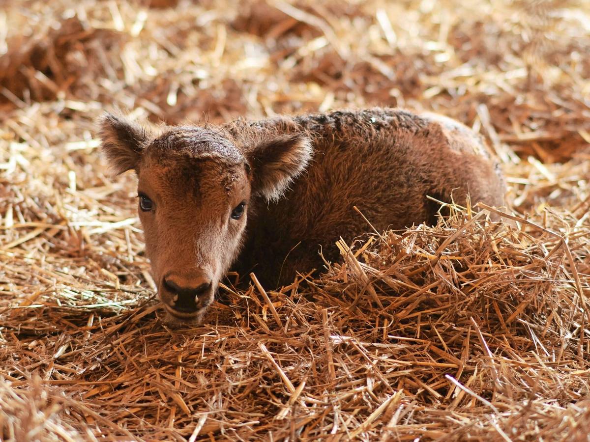 Wisent-Nachwuchs: Eggis ganzer Stolz