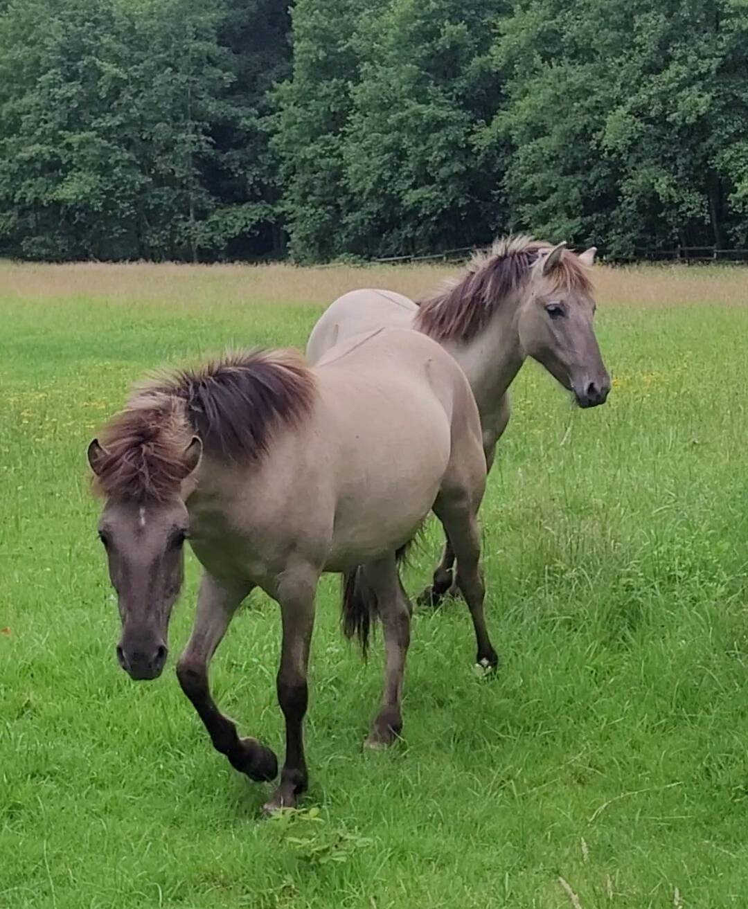 Hannelore (links) und Hadaya kommen im