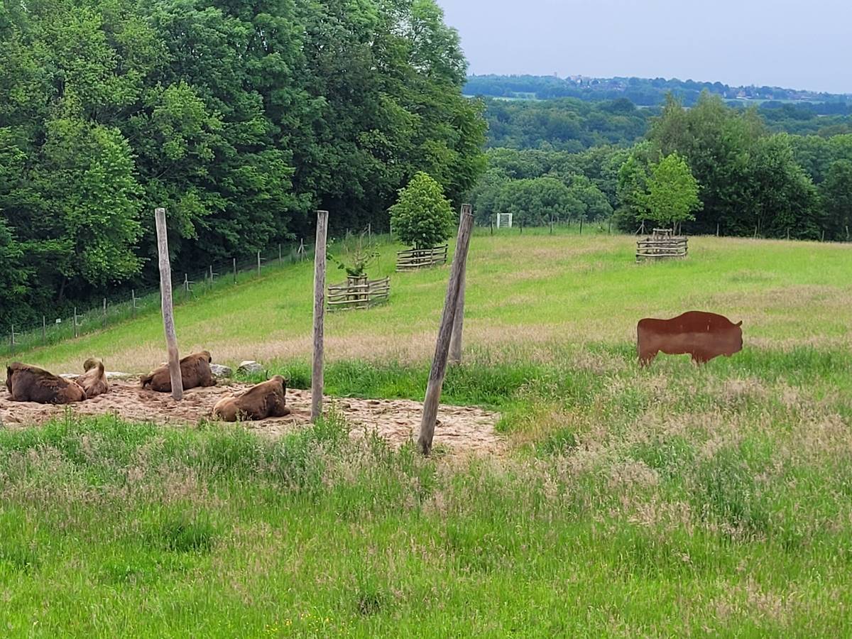Führung zu den Wisenten im Wildgehege