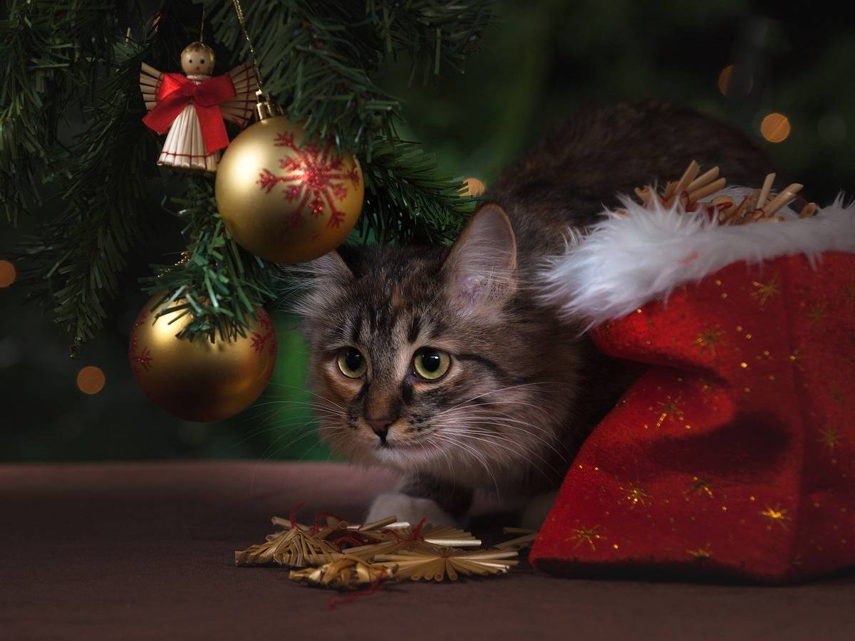 Veterinäramt gibt Denkanstöße