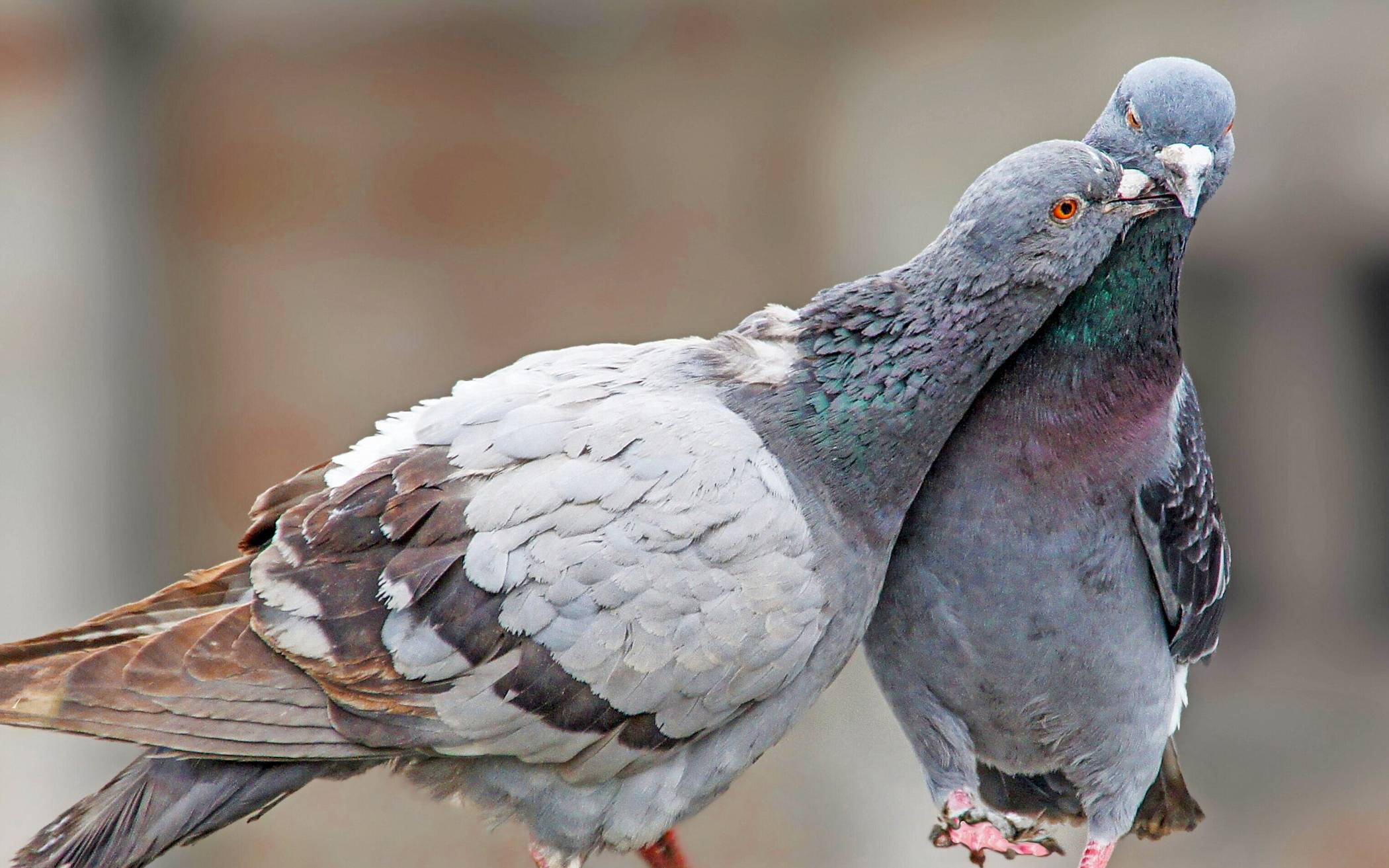  Der Bestand der Tauben soll unter Kontrolle bleiben. In Mettmann kümmert sich darum der Verein Stadttauben Mettmann. 
