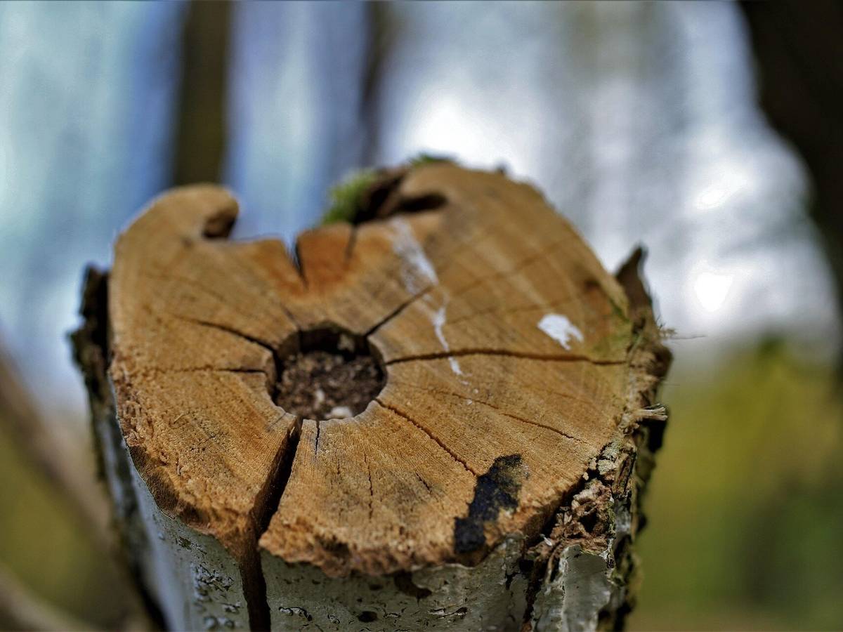 Kreis lässt kranke Eschen fällen