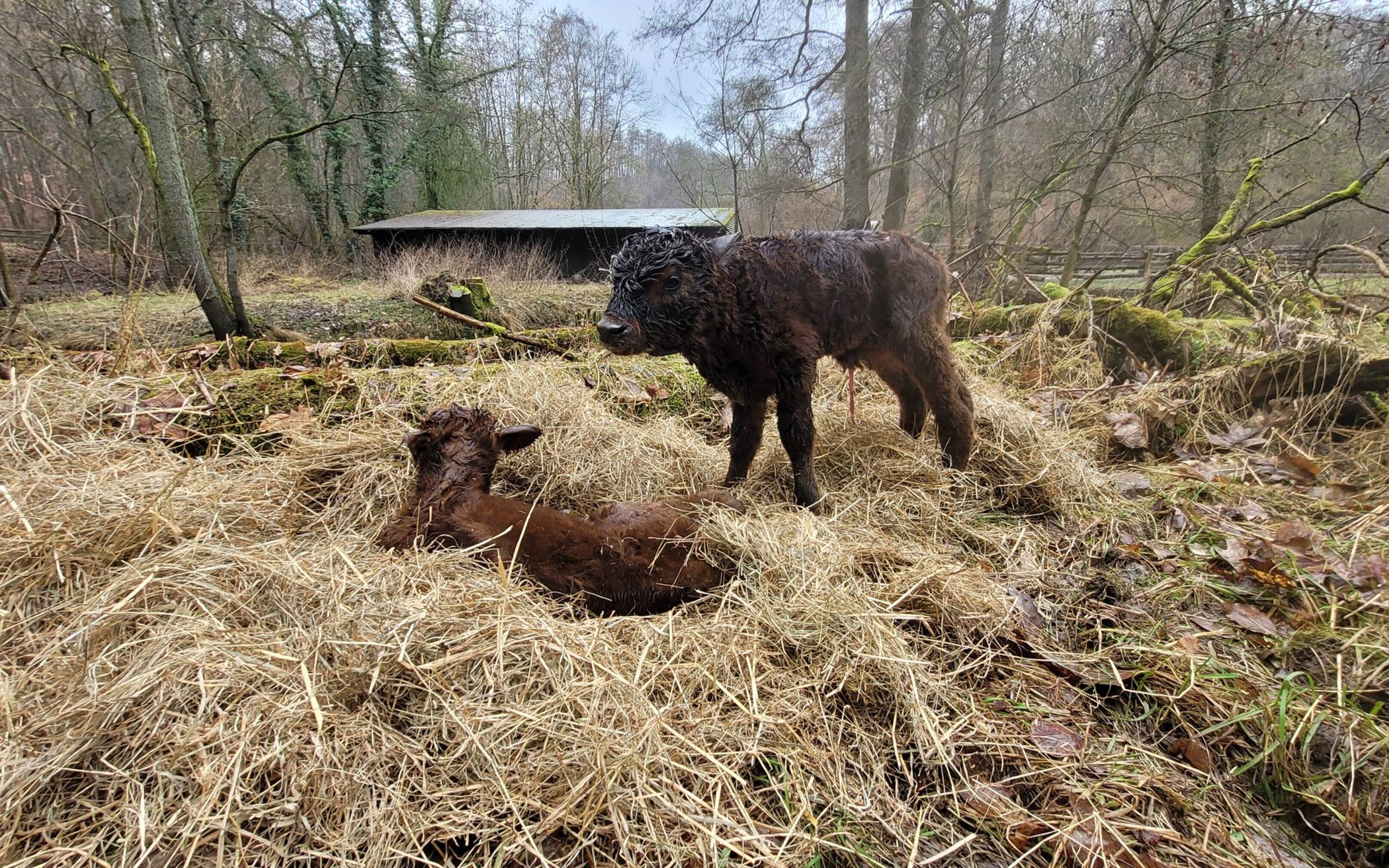 Nic und Nac: Heckrinder im Eiszeitlichen Wildgehege haben Namen