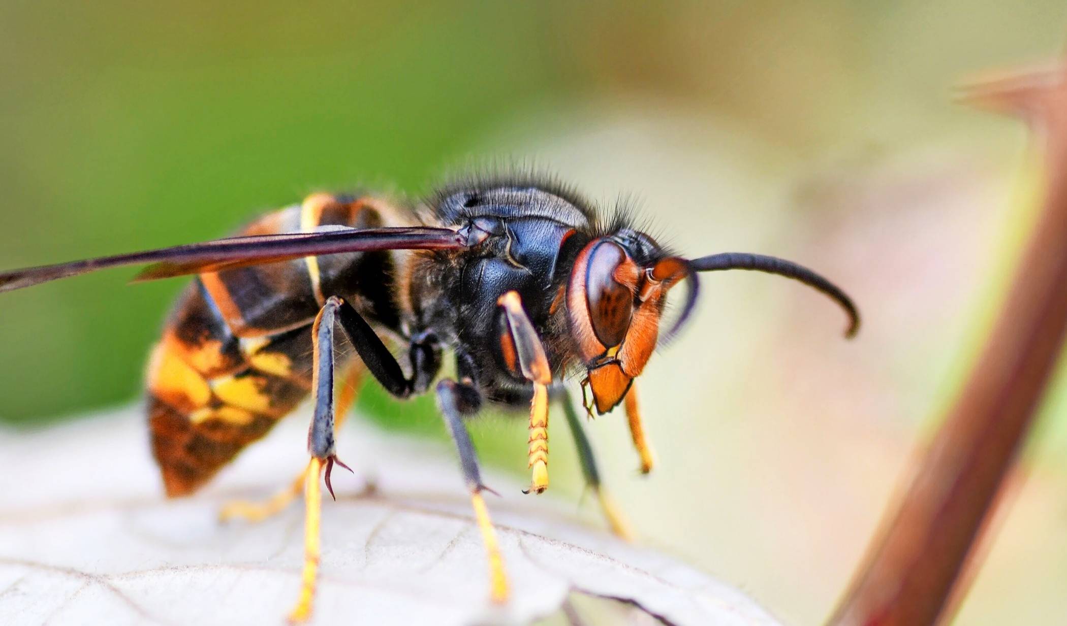 Die Asiatische Hornisse breitet sich schnell