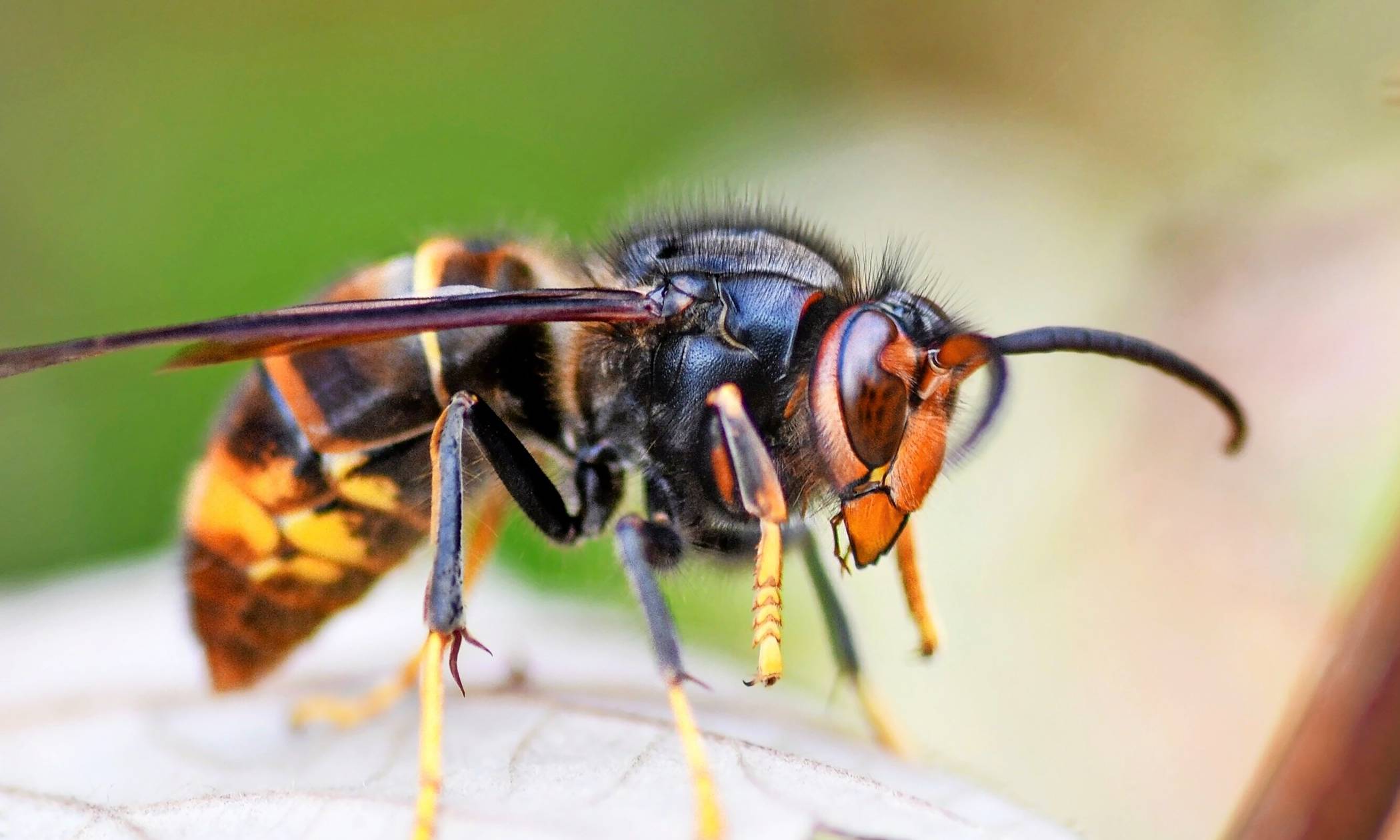 Gefahr für die Bienen: die Asiatische