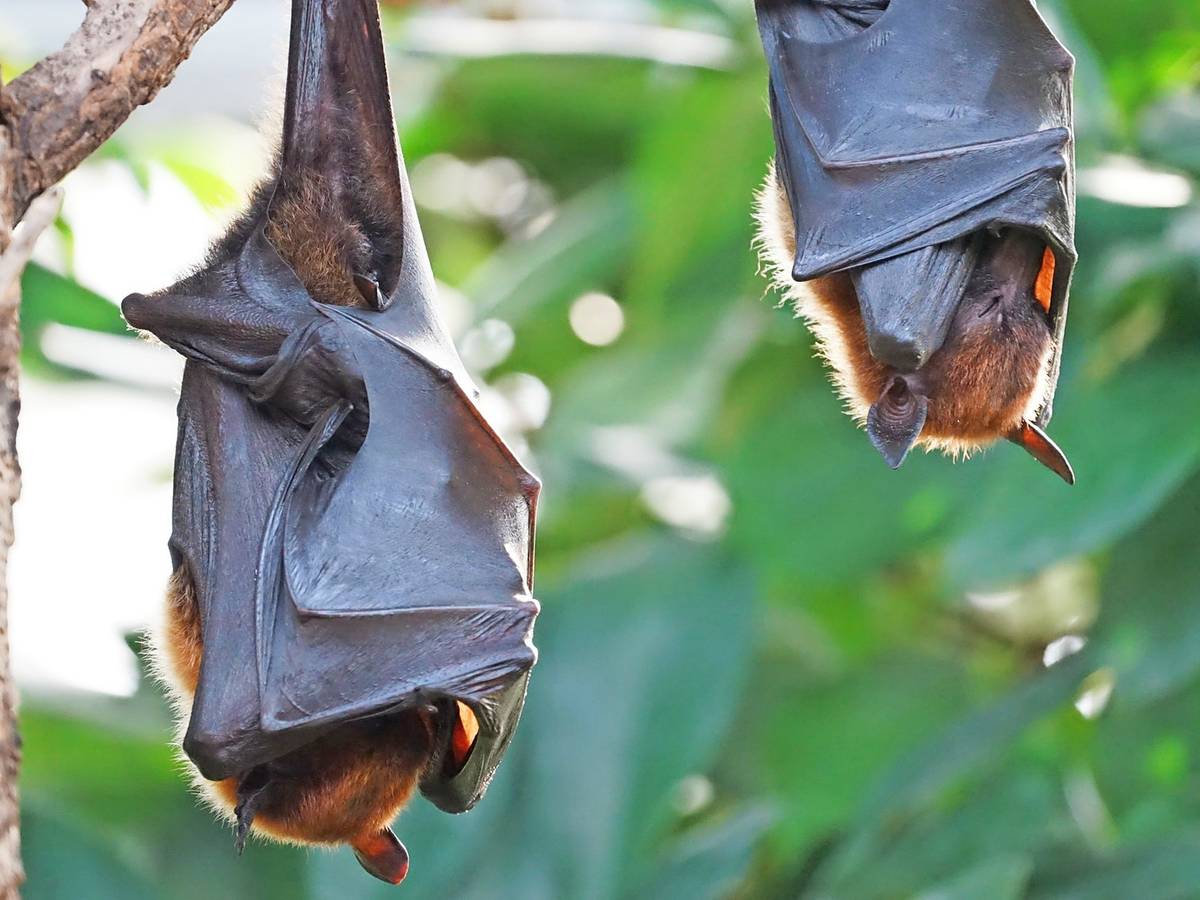 Auf Fledermaus-Safari am Stadtweiher