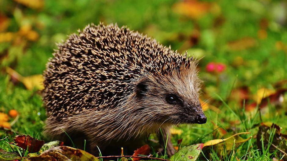 Der Mettmanner Tierschutzverein