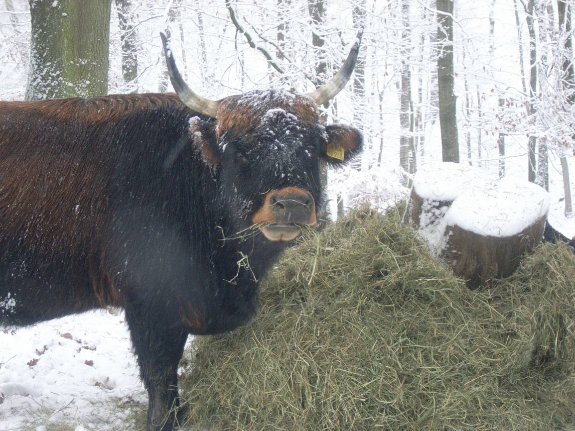 Genießen und entspannen fernab vom Großstadtrummel: Winterliches neanderland
