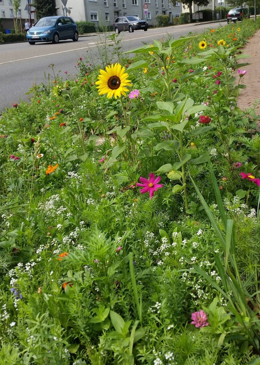 Weitere Wildblumenwiesen sind geplant