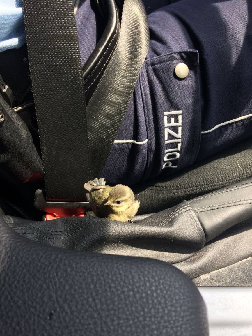 Polizei rettet jungen Singvogel: Tierischer Einsatz