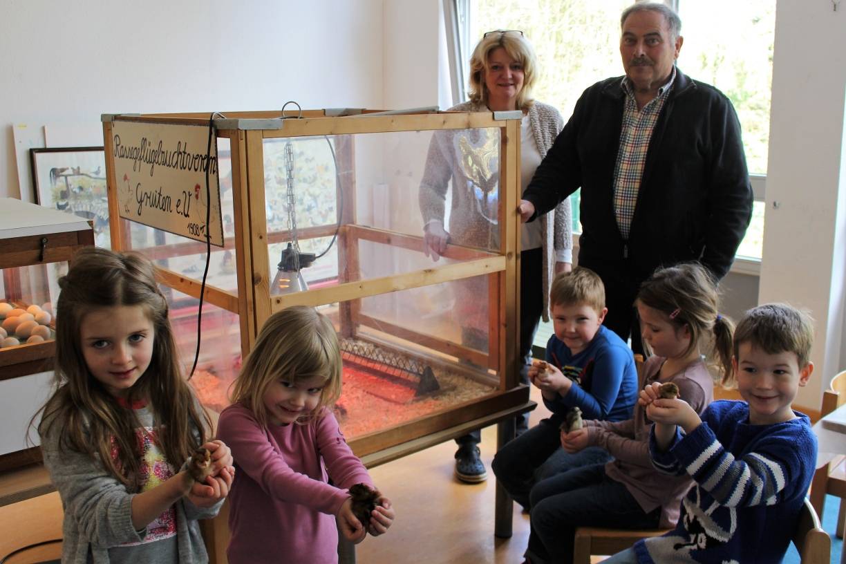 Küken begeistern Kindergartenkinder