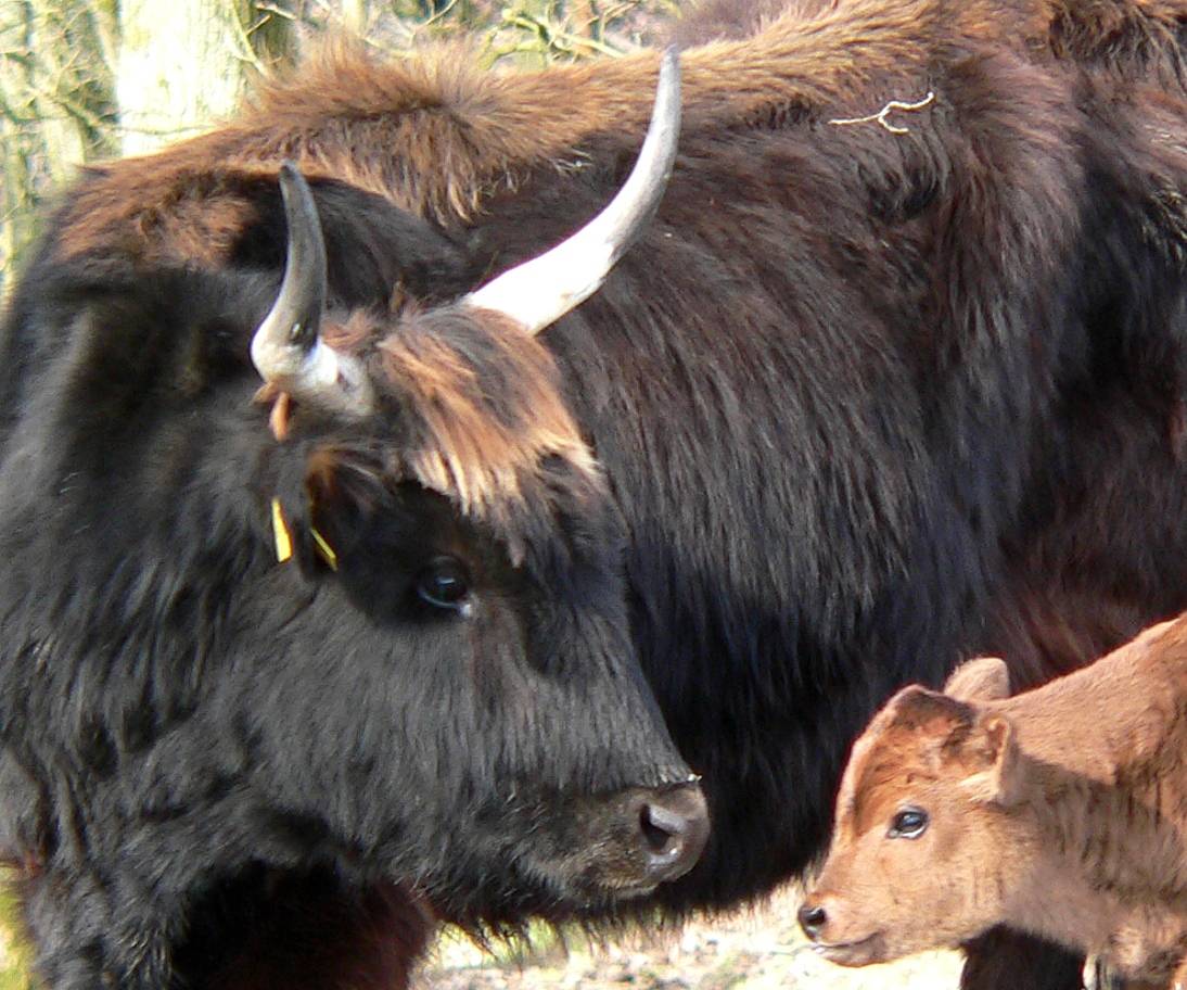 Tierwelt im Neandertal