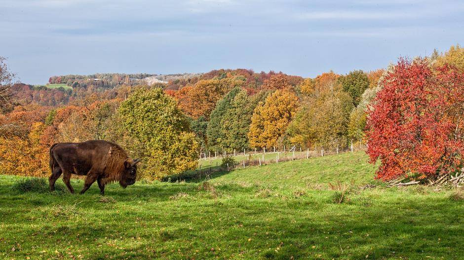 Impressionen aus dem neanderland