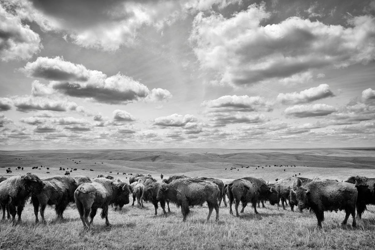 Wisent, Bison, Buffalo