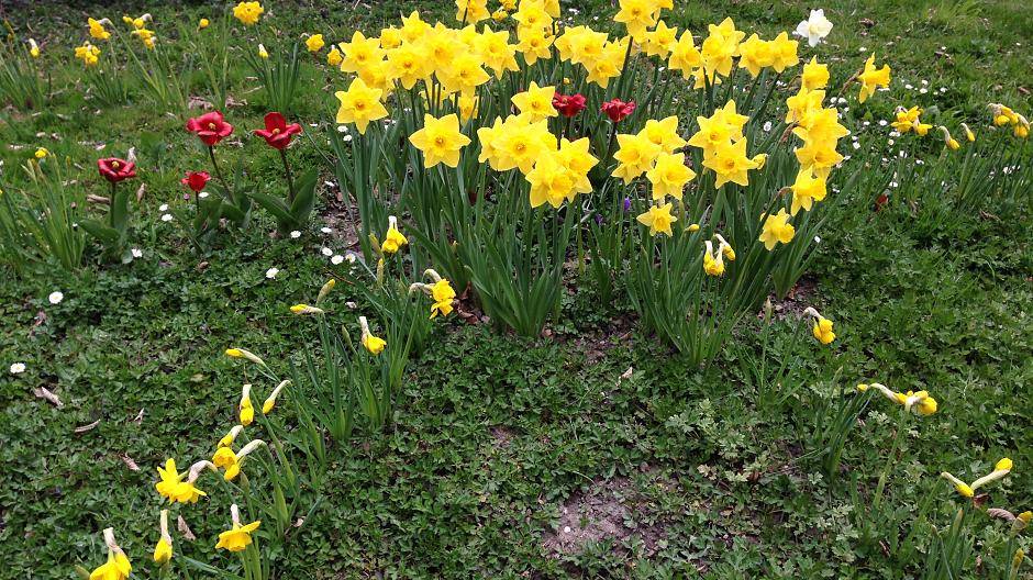 Die Geocacher pflanzten Blumenzwiebeln im Stadtwald