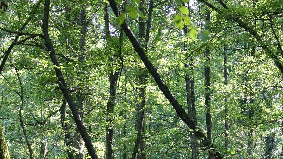 Von Kalkstein, Buchenwäldern und Wasser