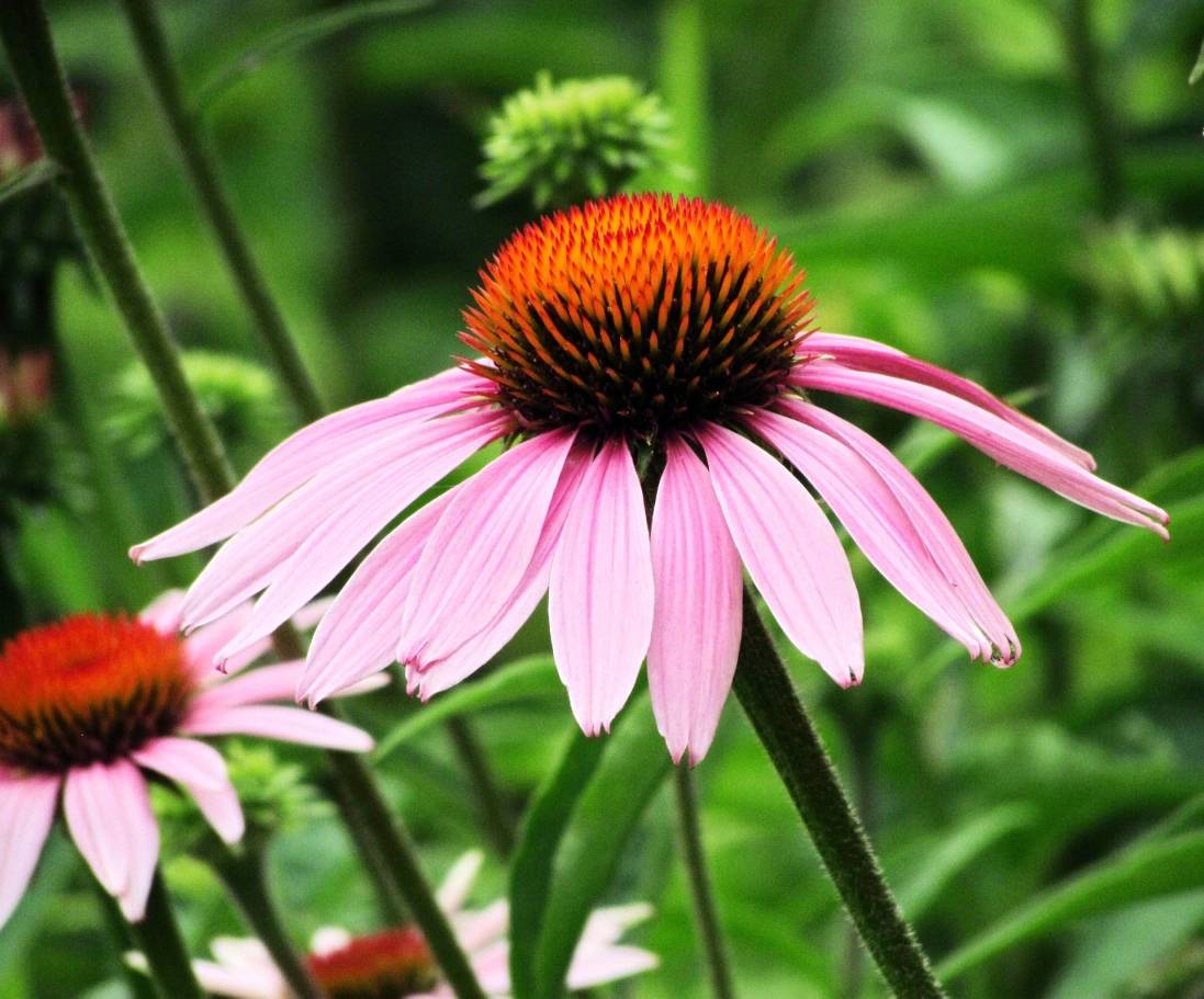 So machen Sie Ihren Garten schön und frei von Schädlingen