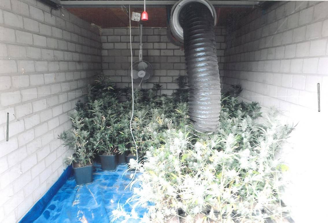 36-Jähriger vorläufig festgenommen: Marihuana-Plantage in Eller entdeckt
