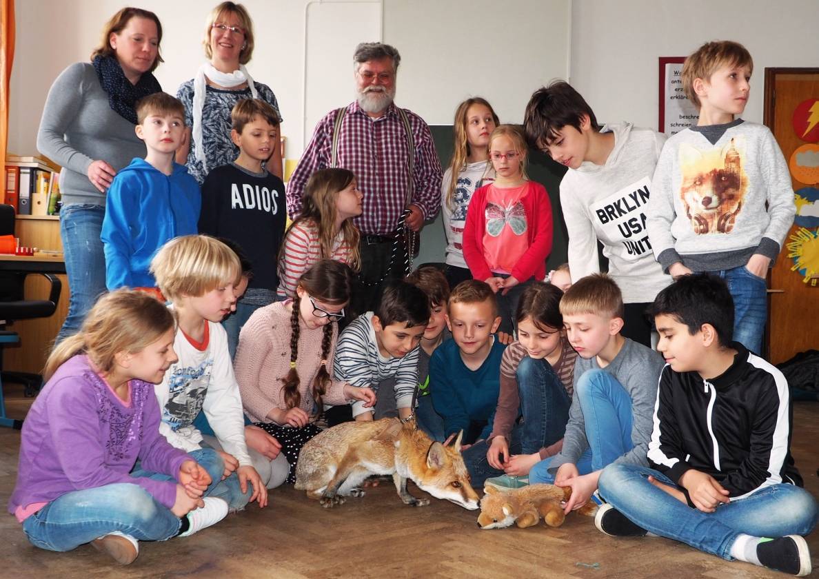  Foxy beschnuppert den Klassenfuchs der Klasse 3c in der Katholischen Grundschule an der Neanderstraße. 