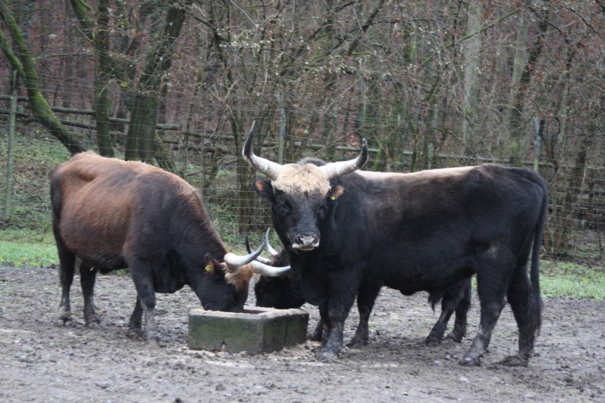 Ein neuer Zuchtstier für das Wildgehege im Neandertal